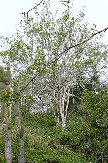 Bursera graveolens palo Santo tre