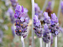 lavendel blomsten