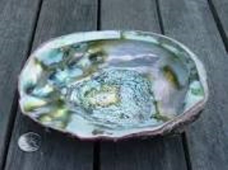 abalone skjell paua mollusk skjell renselse salvie røkelse seremoni norsk nettbutikk mystica