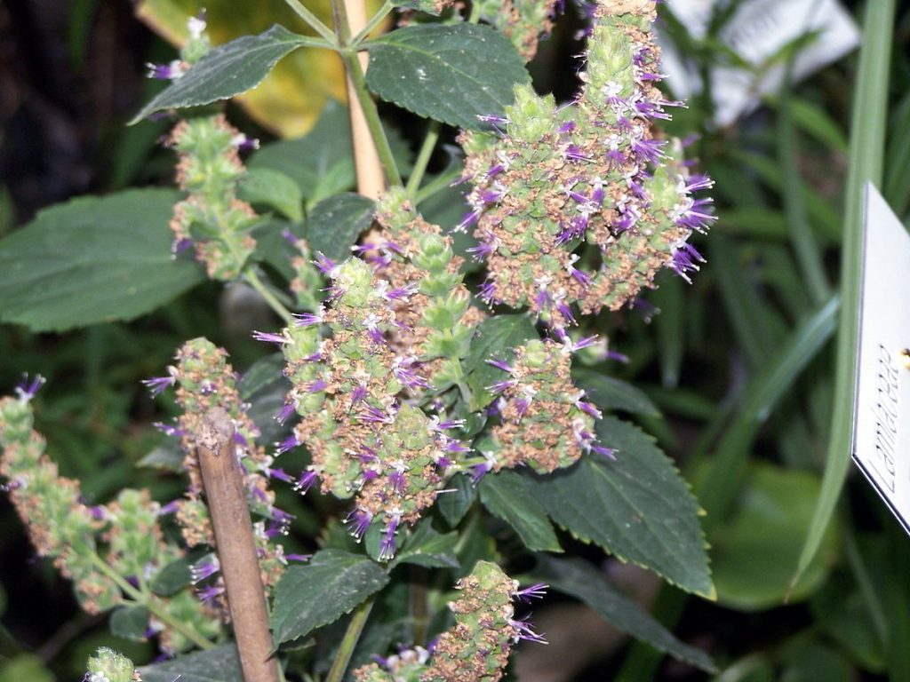 patsjuli patchouli duft aroma aromaterapi røkelse mystica nettbutikk