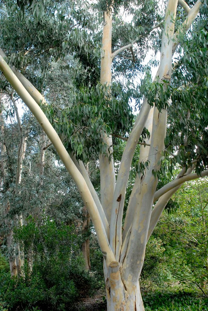 eucalyptus tre eterisk olje norsk nettbutikk cineol