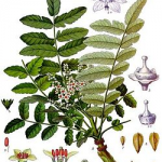 Boswellia treet